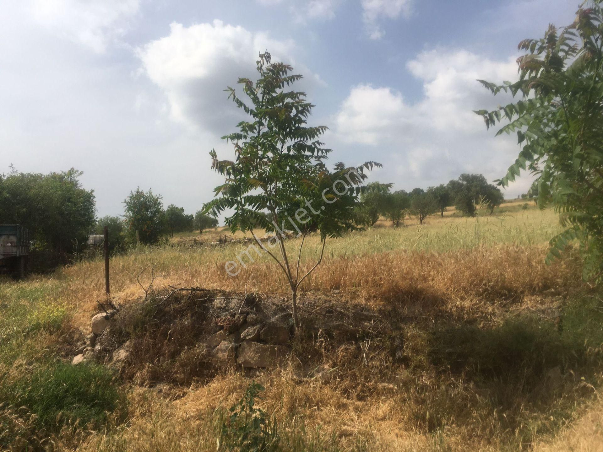 Uşak Merkez Aktaş Köyü Satılık Tarla Sahibinden Aktaş Köyünde Satılık Arsa Mahiyetinde Tarla