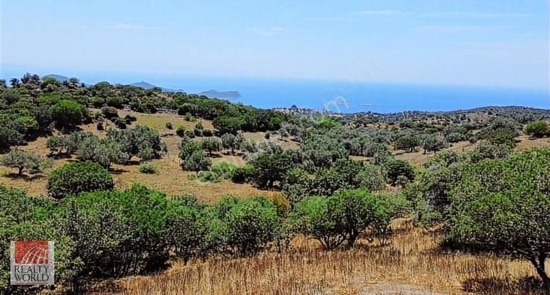 Acil Dikili Denizköy Deniz Manzaralı Satılık Kooperatif Hissesi - Görsel 2