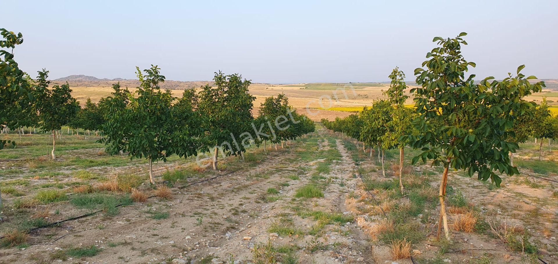 Kırklareli Merkez Kayalı Köyü Satılık Özel Kullanım Satılık Ceviz Bahçesi 34200 M² İçerisinde 750 Adet 5 Yaşında Ceviz Ağacı Ve Ekipmanları 出售 For Sale