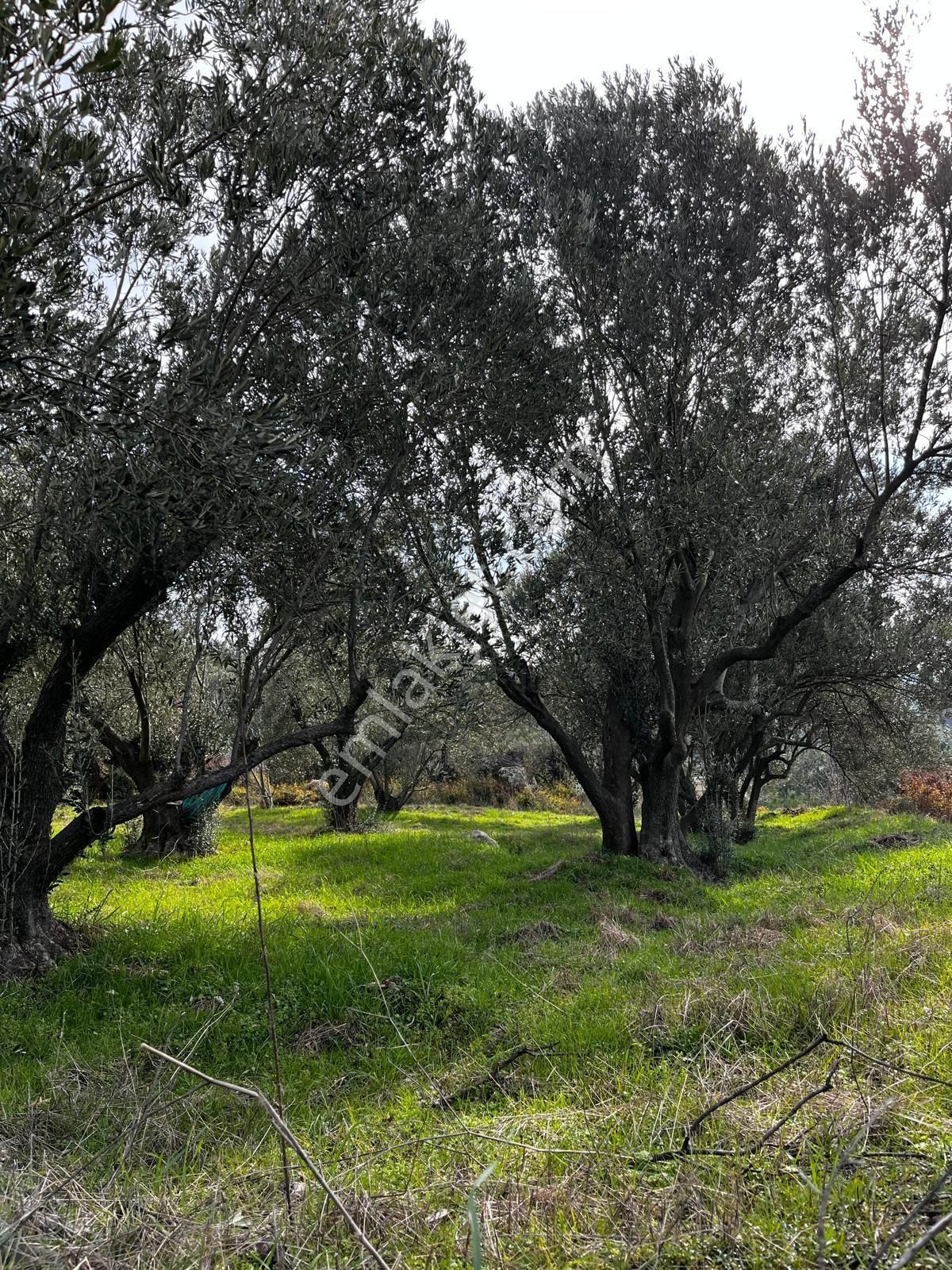 Yunusemre Türkmen Satılık Tarla Manisa Yunusemre Türkmen Köyde Satılık Zeytinlik