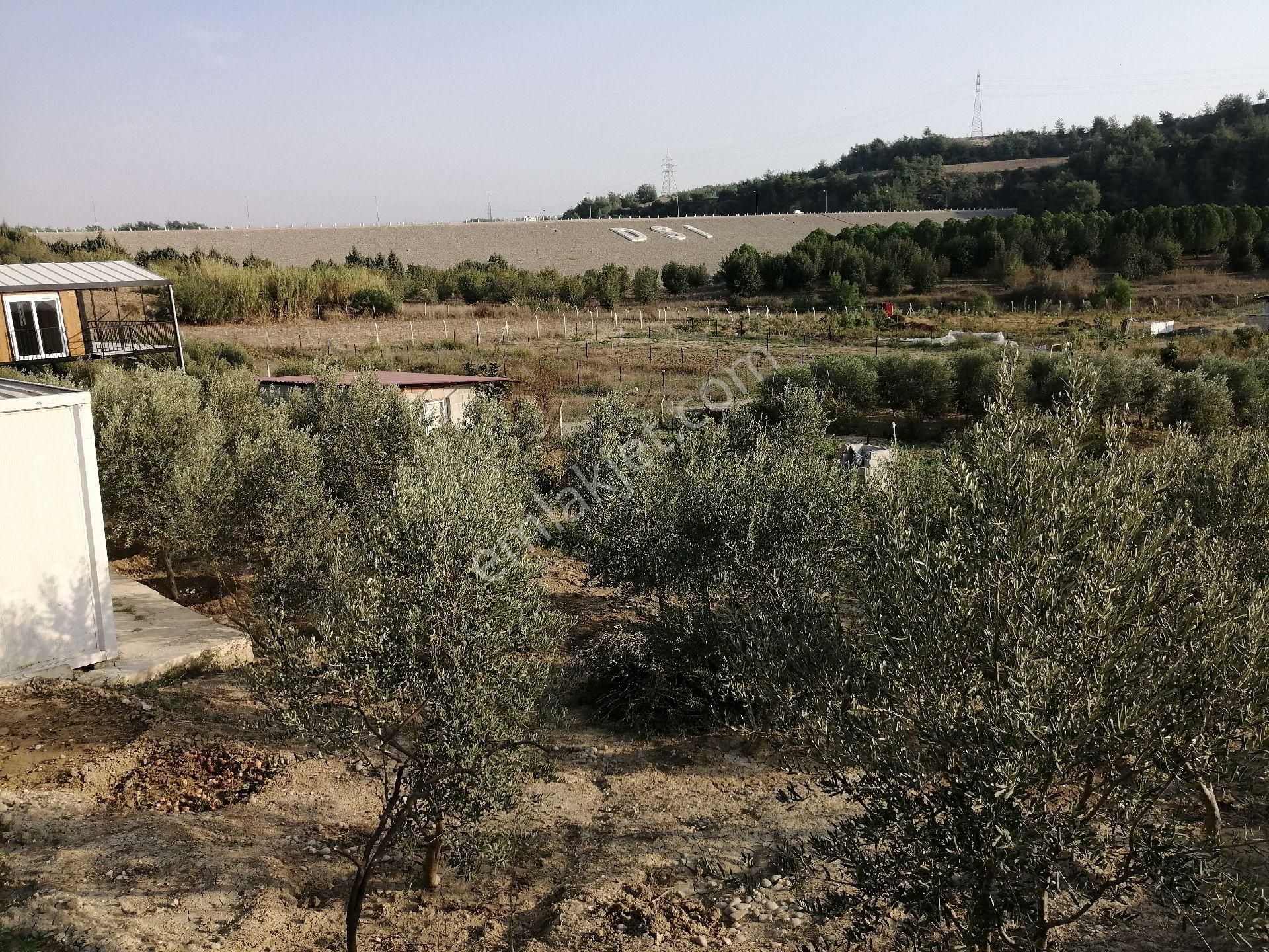 Sarıçam Kılıçlı Satılık Tarla Sahibinden Satılık Zeytin Bahçesi