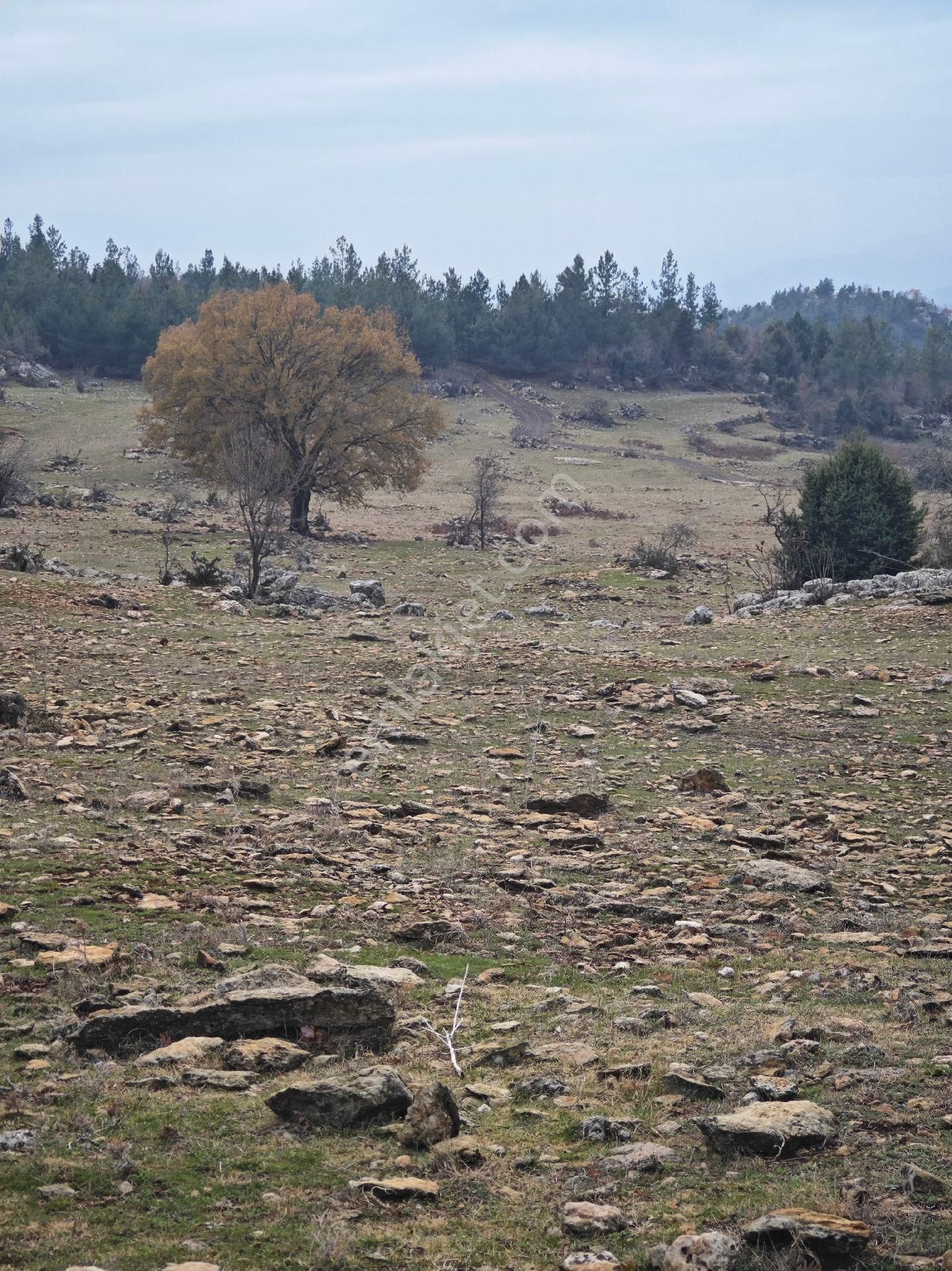 Yenişehir Değirmençay Satılık Tarla Değirmençay Manavşada 6500 M2