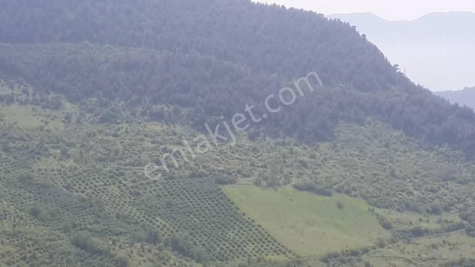 Geyve Akıncı Satılık Arazi Sakarya Sahibinden Satılık Arazi