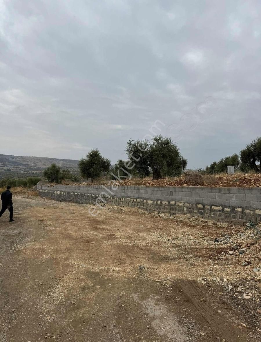 Kilis Merkez Öncü Pınar Satılık Bağ & Bahçe Genç Gayrimenkuldan Öncüpınar Tapulu Zeytin