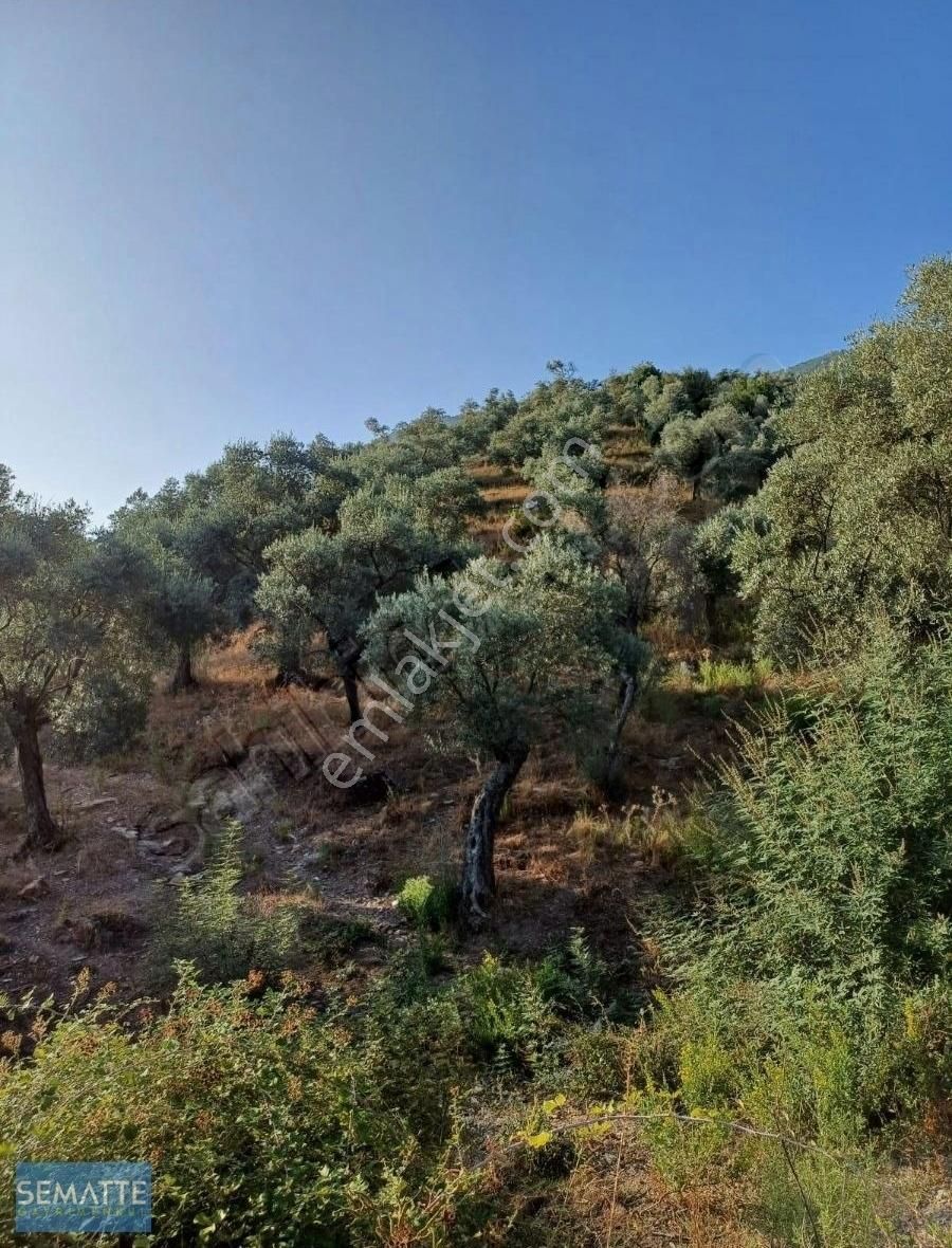 Satılık Arsa Havran Kalabak Köy İçinde 4910 M² - Görsel 4