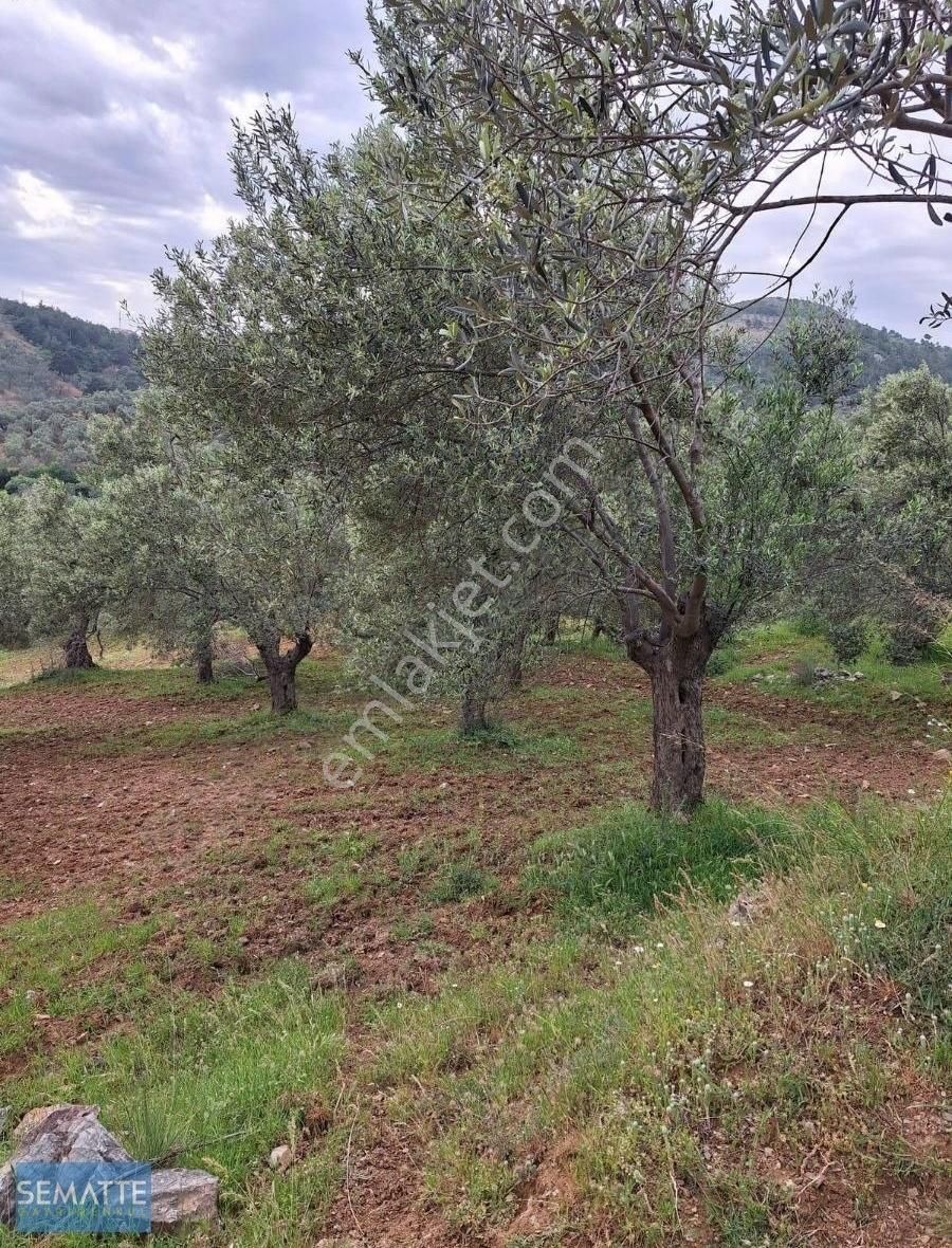 Satılık Arsa Havran Kalabak Köy İçinde 4910 M² - Görsel 3