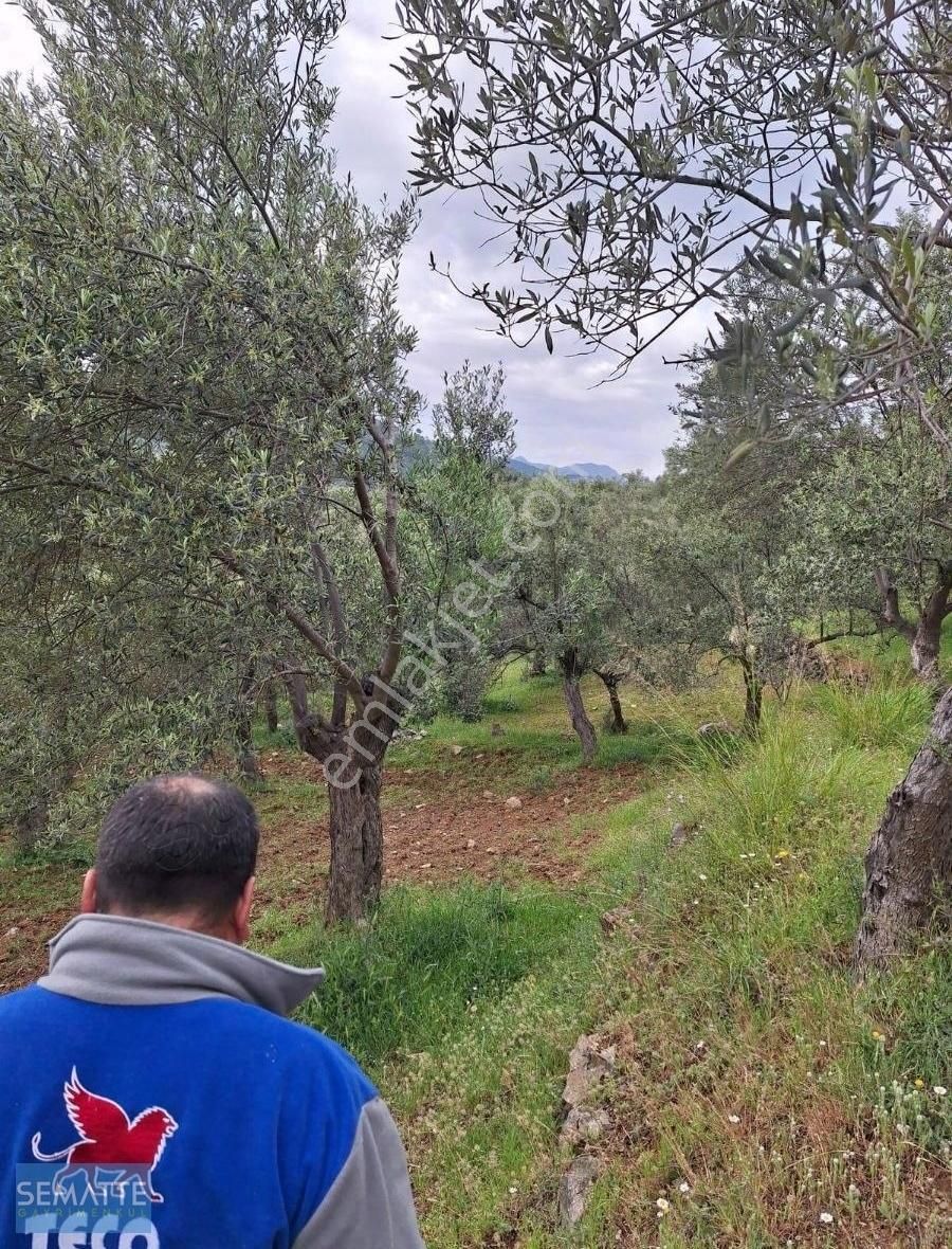 Satılık Arsa Havran Kalabak Köy İçinde 4910 M² - Görsel 2