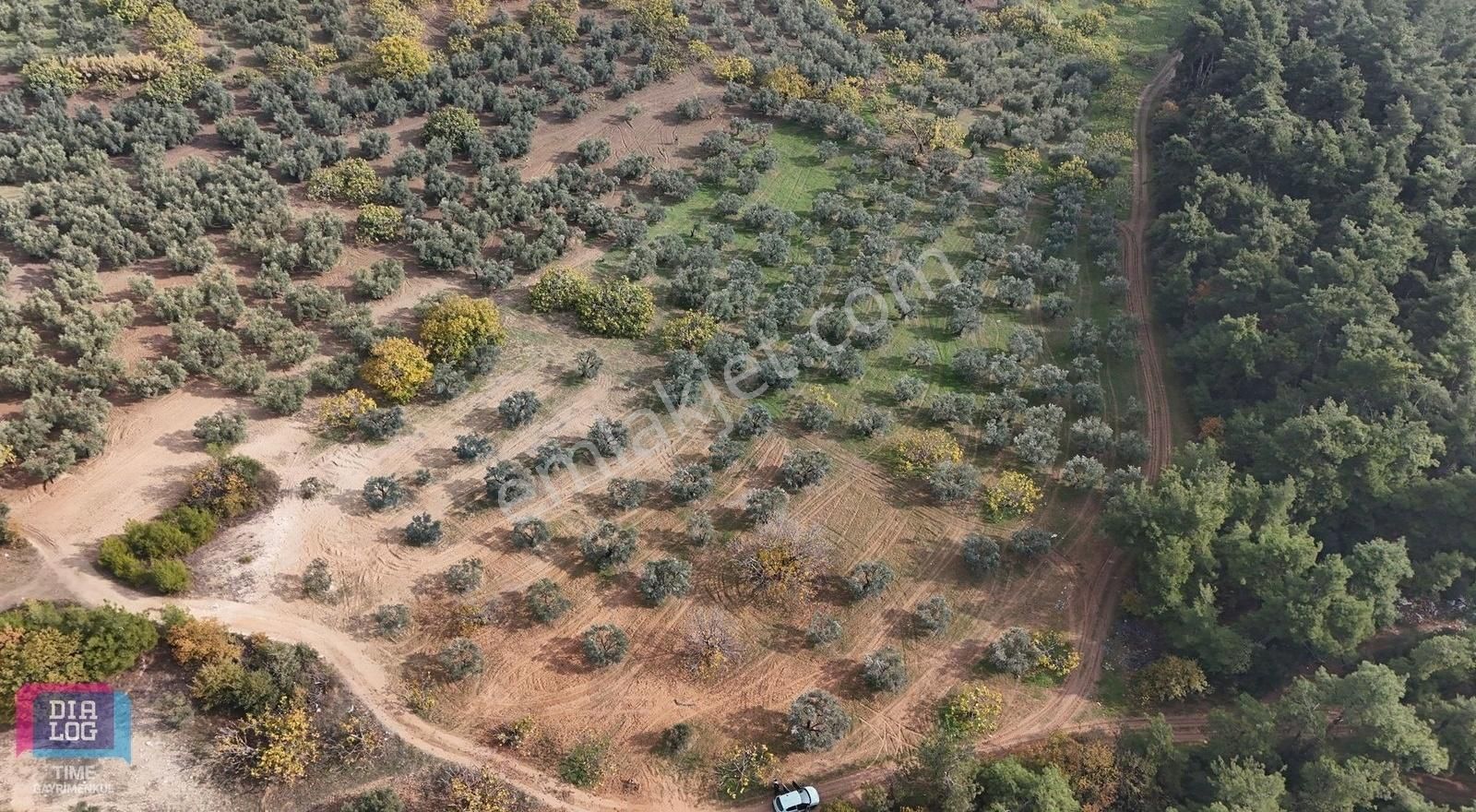 Osmangazi Çağlayan Satılık Zeytinlik Çağlayan Köyün'de 11.000m2 Tek Tapu Arazi