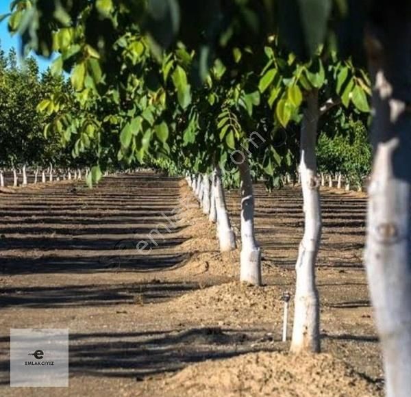 Baklan Boğaziçi Satılık Tarla Baklan Boğaziçi Mahallesinde 23dönüm Ceviz Bahcesi Satılıktır