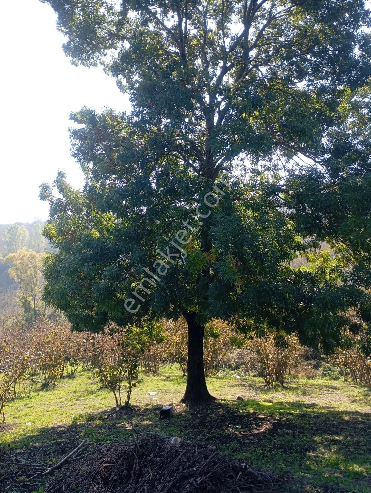 Düzce Merkez Nasırlı Köyü (Nuhlar) Satılık Tarla Aybek Emlak Ofisinden Satılık Fındıklık Nasırlı Nuhlar Köyü