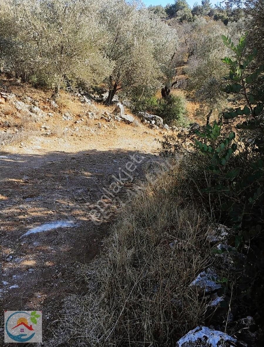 Datça Yaka Satılık Tarla Yatırıma Uygun Bademlik