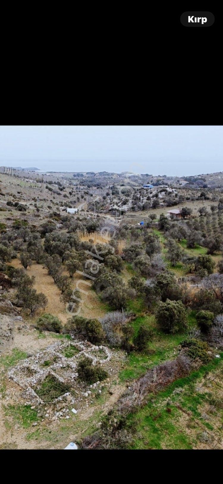 Bozcaada Alaybey Satılık Zeytinlik Komisyon Yok Sahibinden