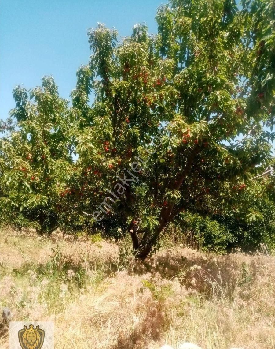 Mut Özlü Satılık Bağ & Bahçe Mut Özlü Köyünde 19.200 M2 Satılık Meyve Bahçesi Emlakçıdan Satılık Araç Takası Olur