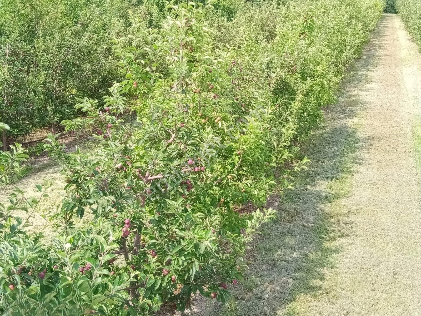 Sultandağı Dereçine Bld. (Camikebir) Satılık Tarla Dererçinede Satılık Meyva Bahçesi