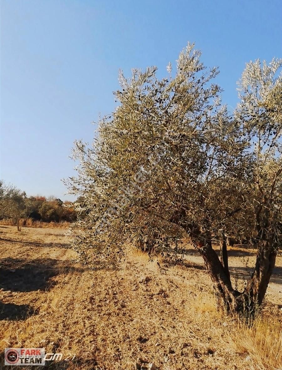 Saruhanlı Kepenekli Satılık Tarla Manisa Saruhanlı Kepenekli'de Satılık Zeytinlik