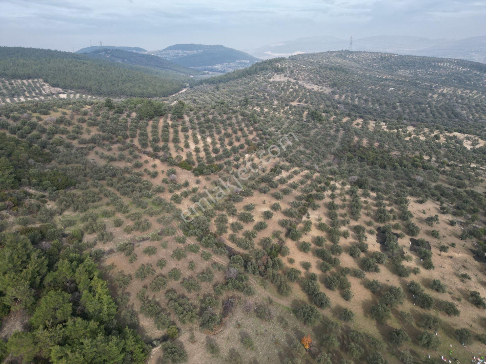 Aliağa Fatih Satılık Tarla Helvacıda 2700m2 Satılık Zeytinlik