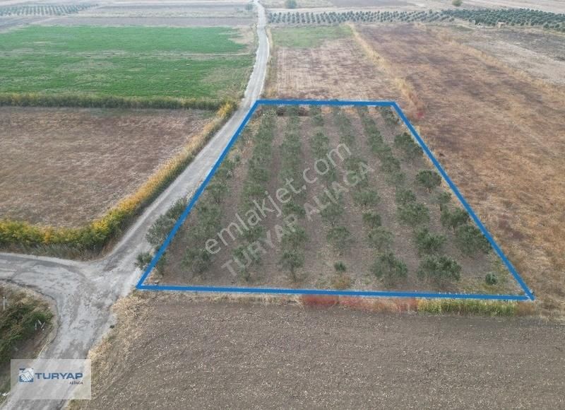 Aliağa Yalı Satılık Zeytinlik Aliağa Yalı Mahallesinde (2123 M2) Satılık Zeytinlik