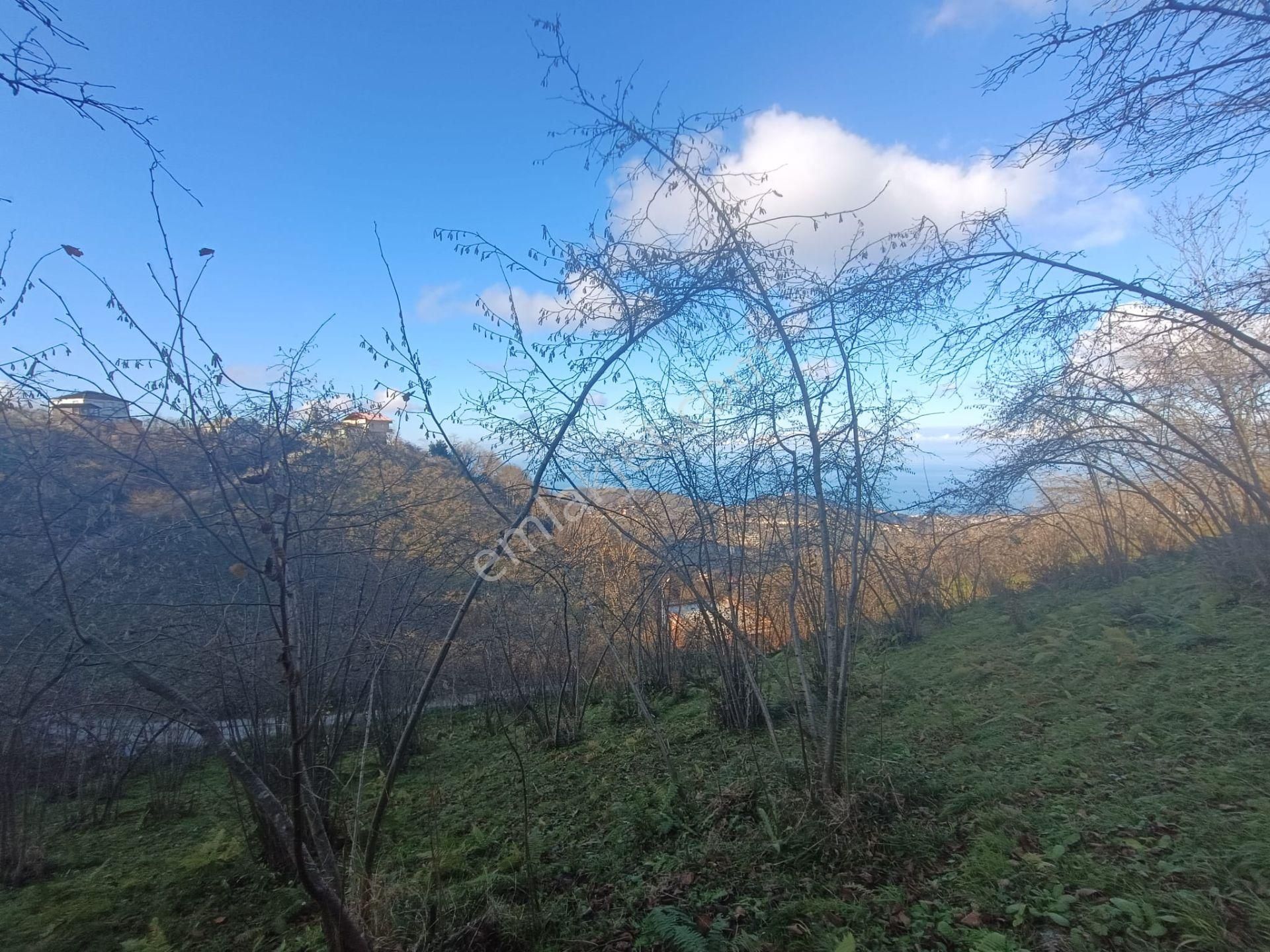 Karlık'ta Satılık Fındık Bahçesi - Görsel 19