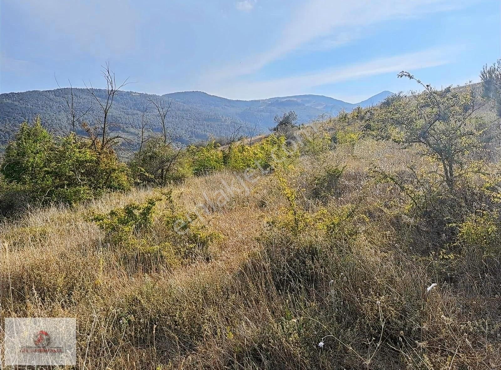 Geyve Melekşesolak Satılık Tarla Melekşesolak Ta Yatırımlık Arazi