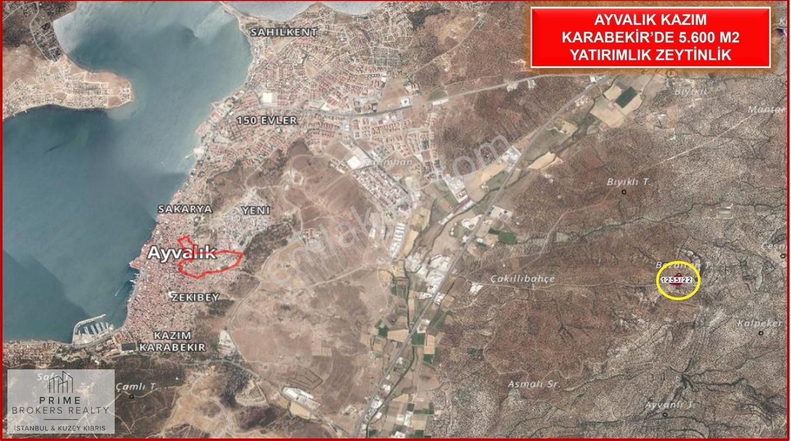 Ayvalık Kazım Karabekir Satılık Zeytinlik Ayvalık Kazım Karabekirde 5.600 M2 Yatırımlık Zeytinlik