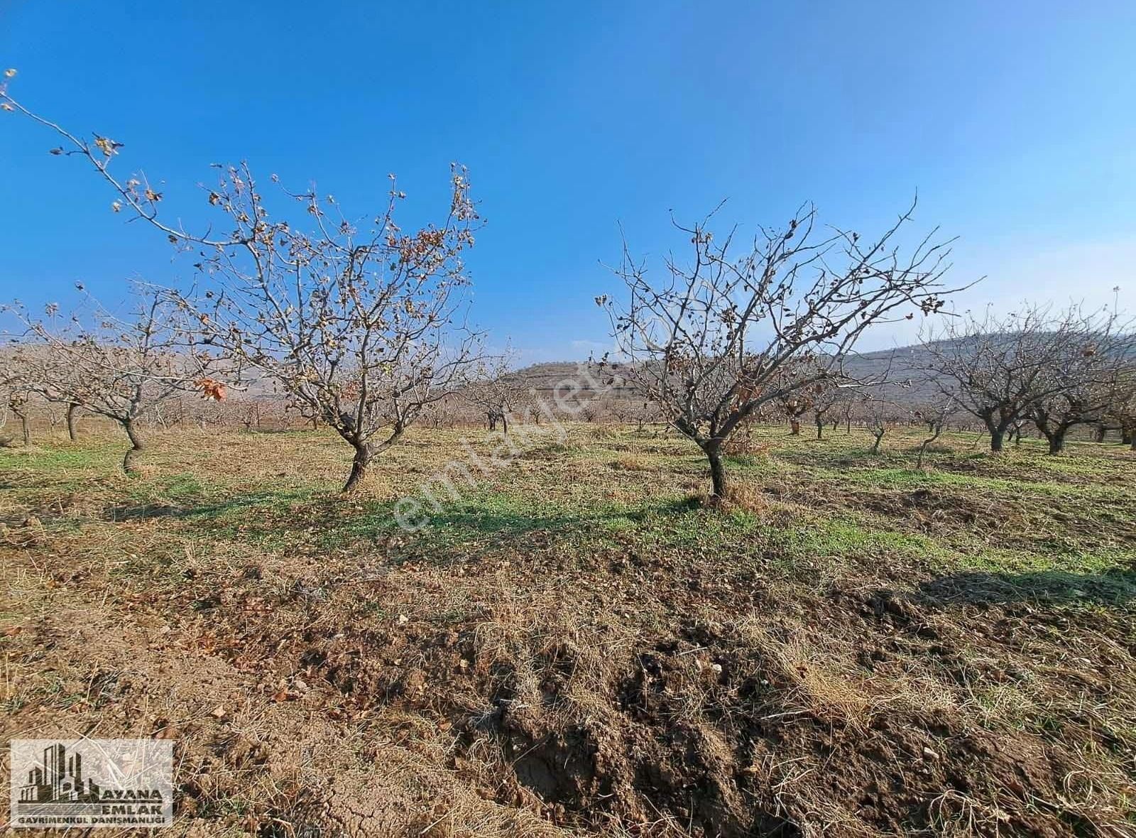 Siirt Merkez Çal Satılık Bağ & Bahçe Çözüm Emlaktan Satılık Verimli Bağ