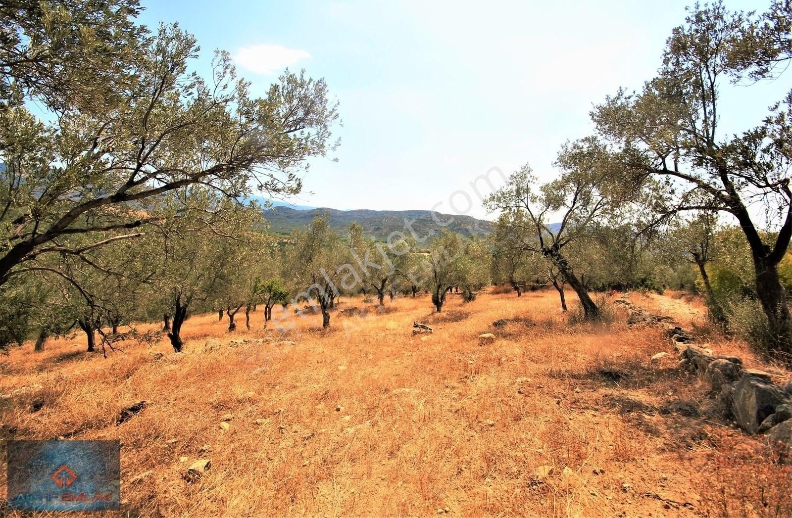 Burhaniye Bahadınlı Satılık Zeytinlik Aktif'ten Bahadınlı'da Doğa Manzaralı Bakımlı Satılık Zeytinlik