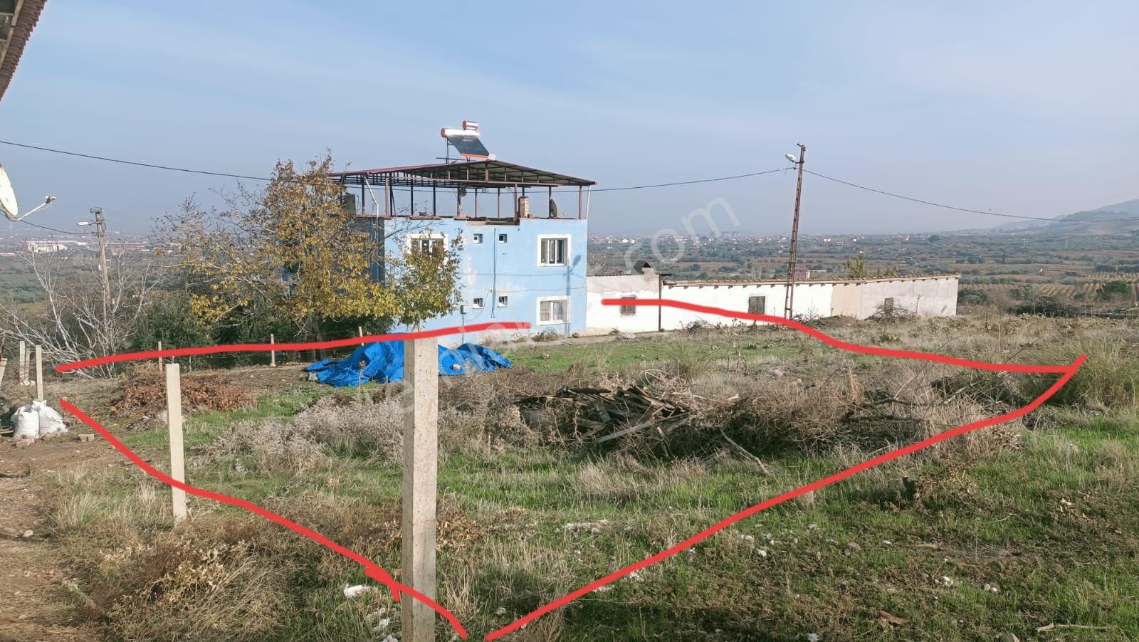 Alaşehir Erenköy Satılık Bağ & Bahçe “palmiye”gayrimenkül’den Erenköyde Satılık Arsa