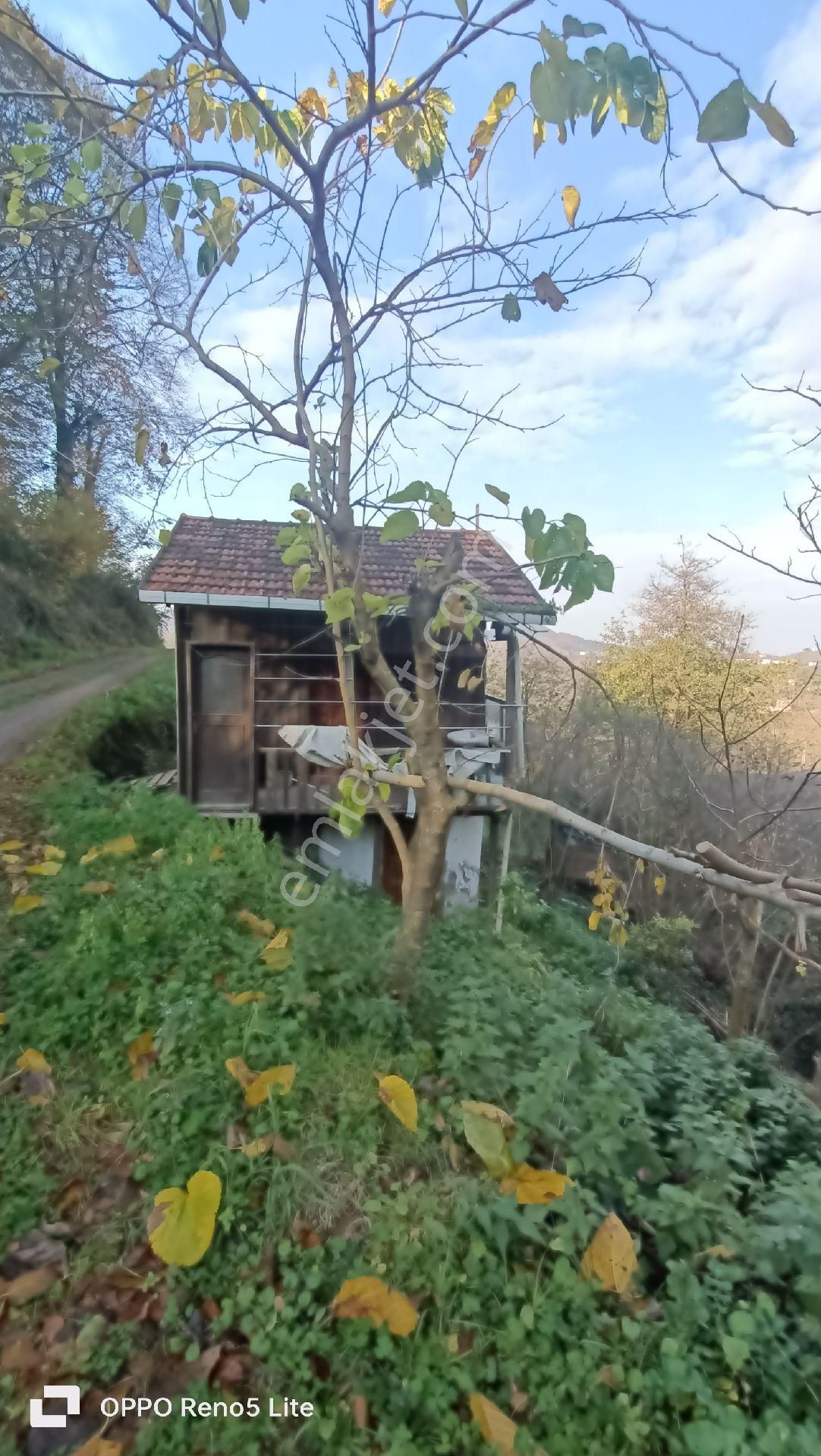 Ünye Saylan Satılık Tarla Müstakil Tapumu İçinde Evi Olan Satılık Fındık Bahçesi