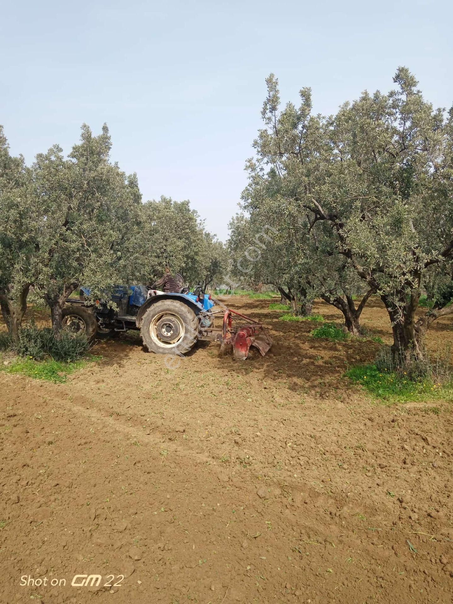 Şarköy Mürefte Satılık Zeytinlik Mürefte Mahallesi'nde İçerisinde 47 Ağaç Yetişkin Zeytini Olan 1509m2 Deniz Manzaralı