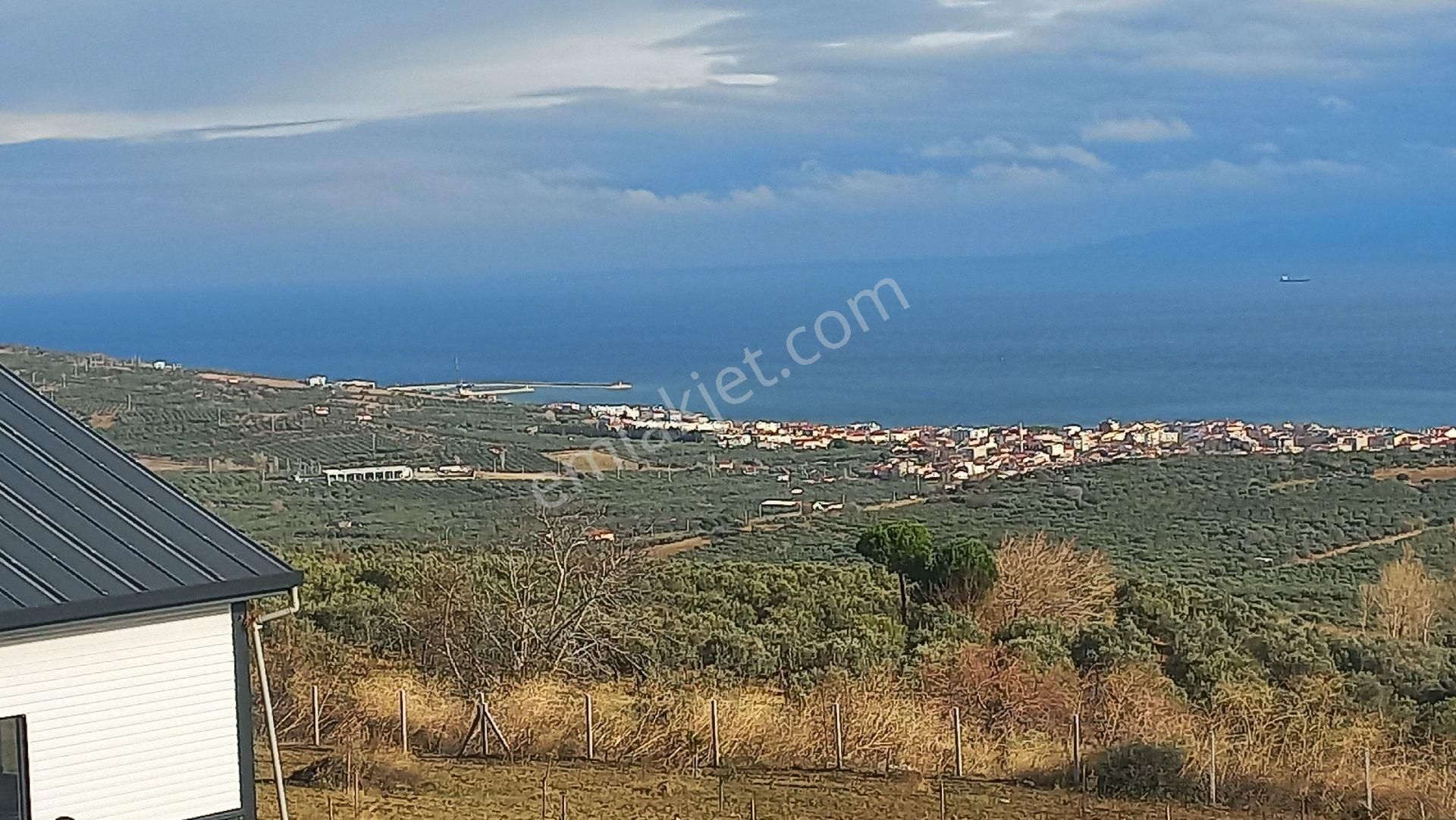 Şarköy Yukarıkalamış Satılık Zeytinlik Yukarı Kalamış Mahallesi'nde İçerisinde 60 Ağaç Yetişkin Zeytin Olan 2280m2 Full Deniz Manzaralı