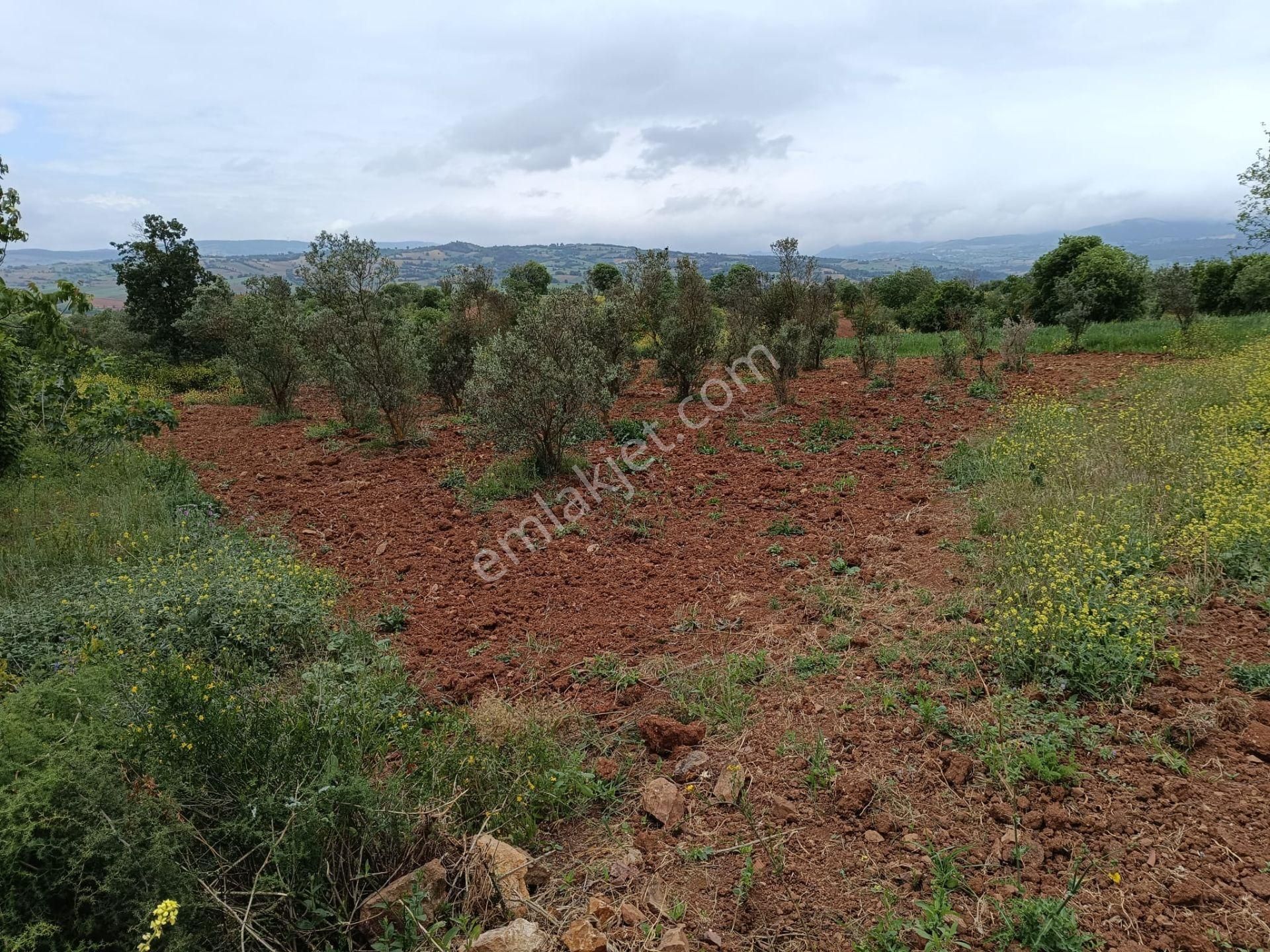 Yenişehir Terziler Satılık Tarla Yenişehir Terzilerde 962 M2 Zeytinlik Tek Tapu