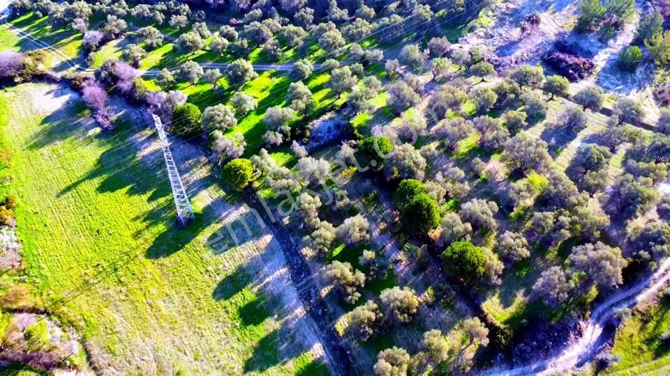 Karaburun Mordoğan Satılık Tarla Karaburun Mordoğan Azmak Mevkiinde Deniz Manzaralı Tarla