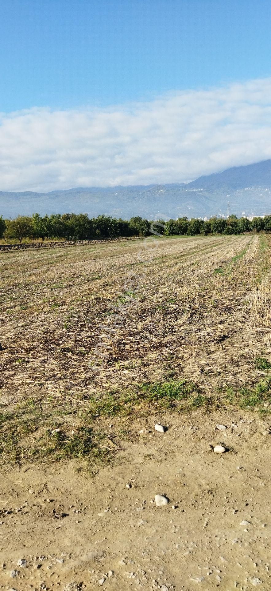 E.m.a Emlak Gayrimenkul İnegöl Yeniceköyde Satılık 6300 M2 Tarla - Görsel 9