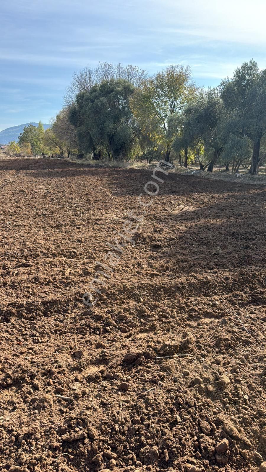 Milas Selimiye Satılık Tarla Milas Anka Emlak'dan Milas Söke Karayoluna Sıfır Satılık Tarla