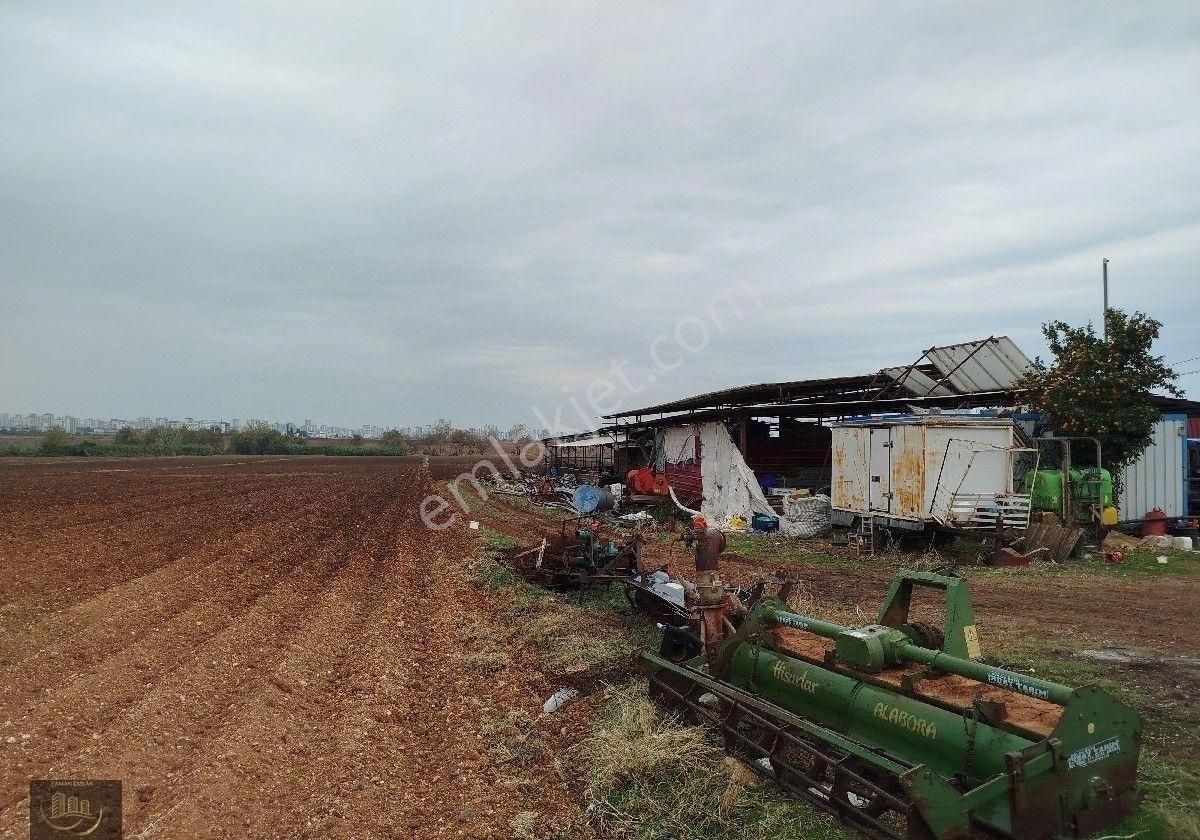 Çukurova Şambayadı Satılık Tarla Sarıhuğlar Da Satılık Kelepir Arsa Yaman Emlak