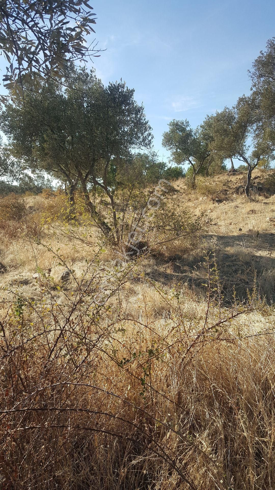 Ays'den Nebılerde Satılık Zeytinlik - Görsel 7