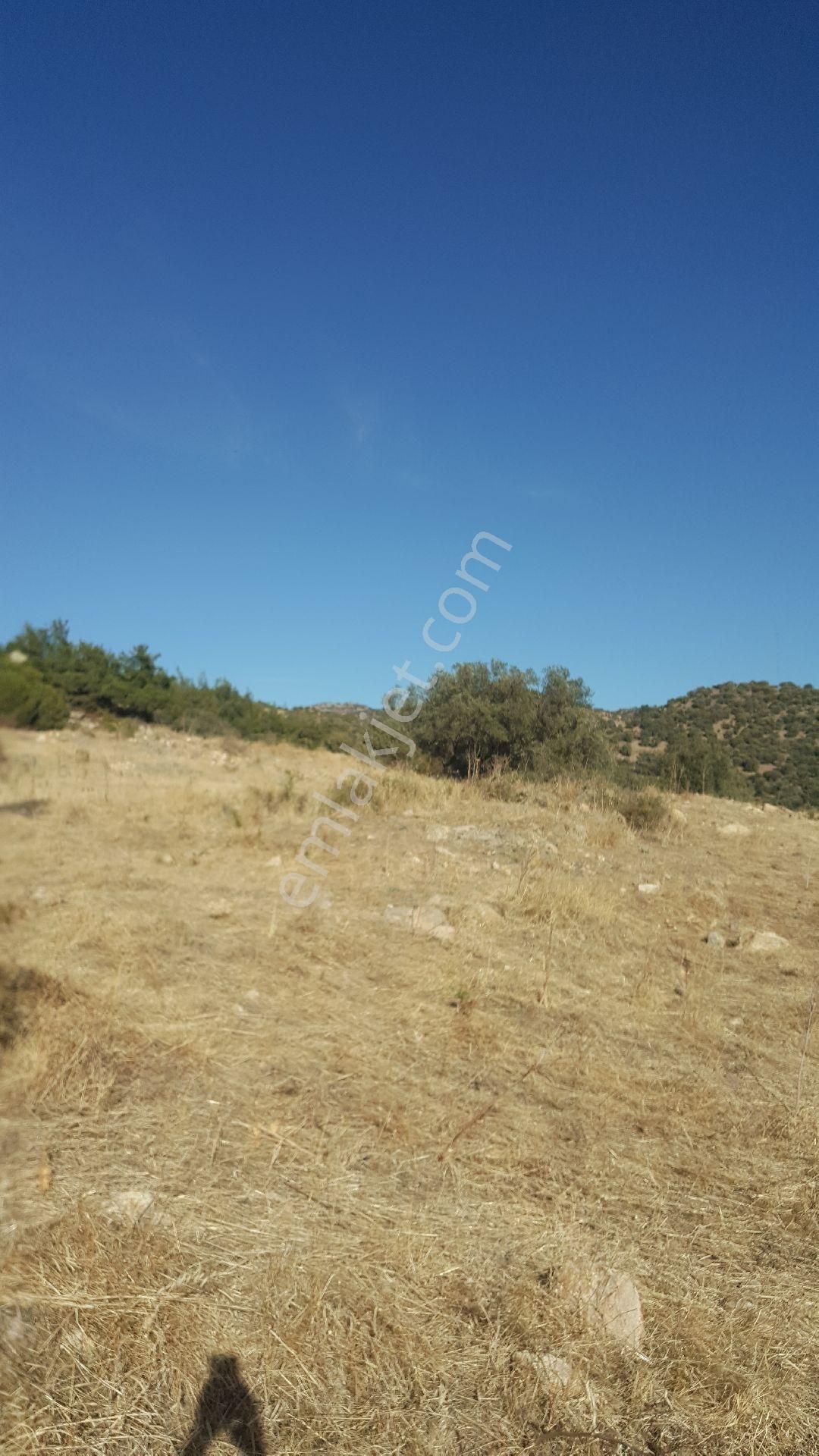 Ays'den Nebılerde Satılık Zeytinlik - Görsel 5