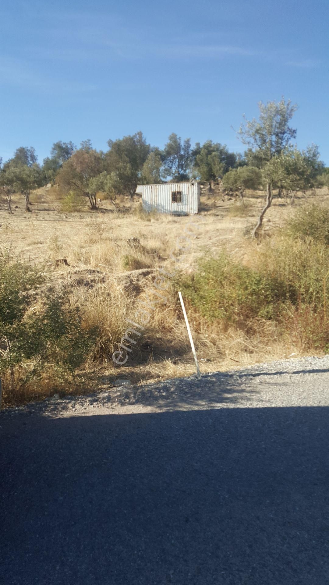 Dikili Gökçeağıl Satılık Tarla Ays'den Nebılerde Satılık Zeytinlik