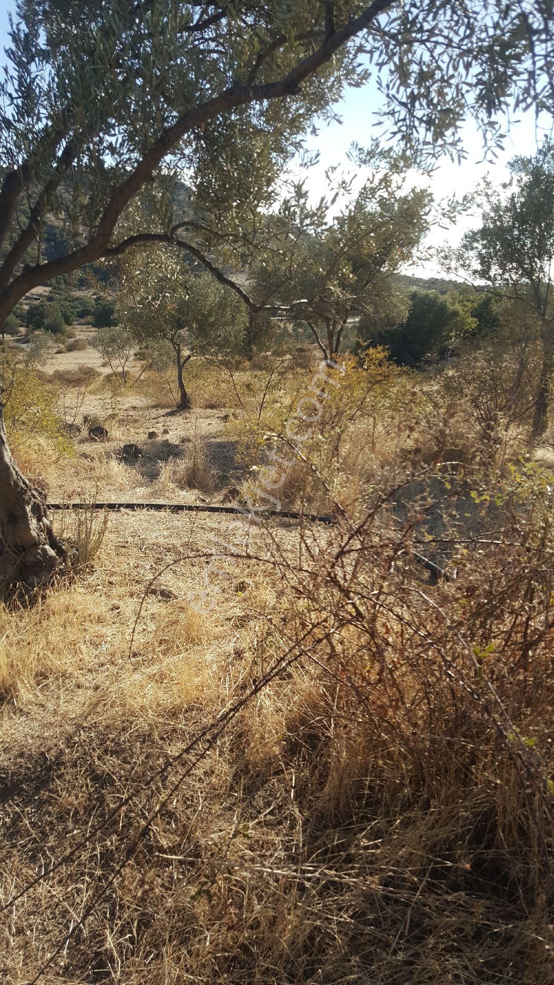 Ays'den Nebılerde Satılık Zeytinlik - Görsel 6