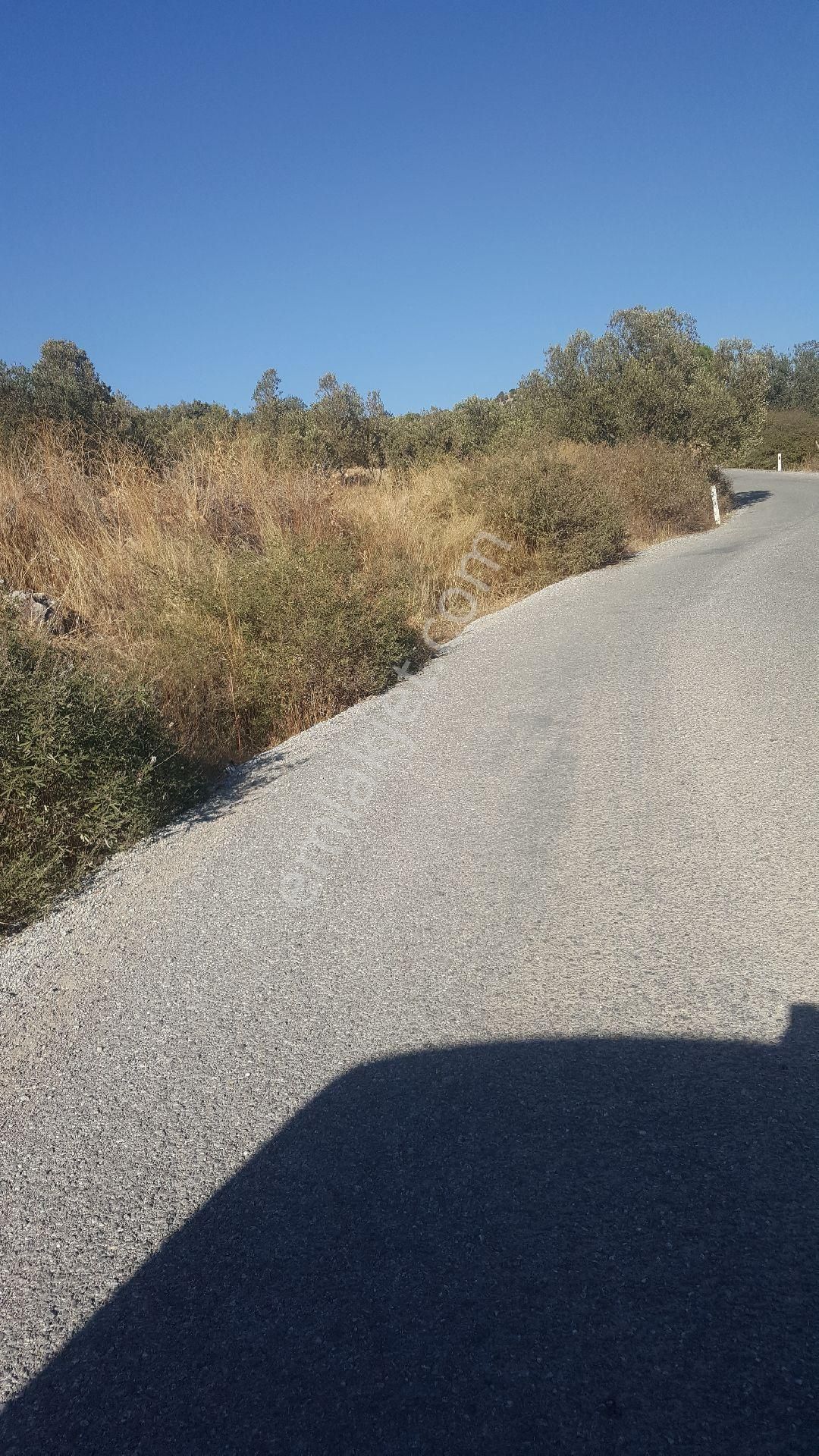 Ays'den Nebılerde Satılık Zeytinlik - Görsel 3