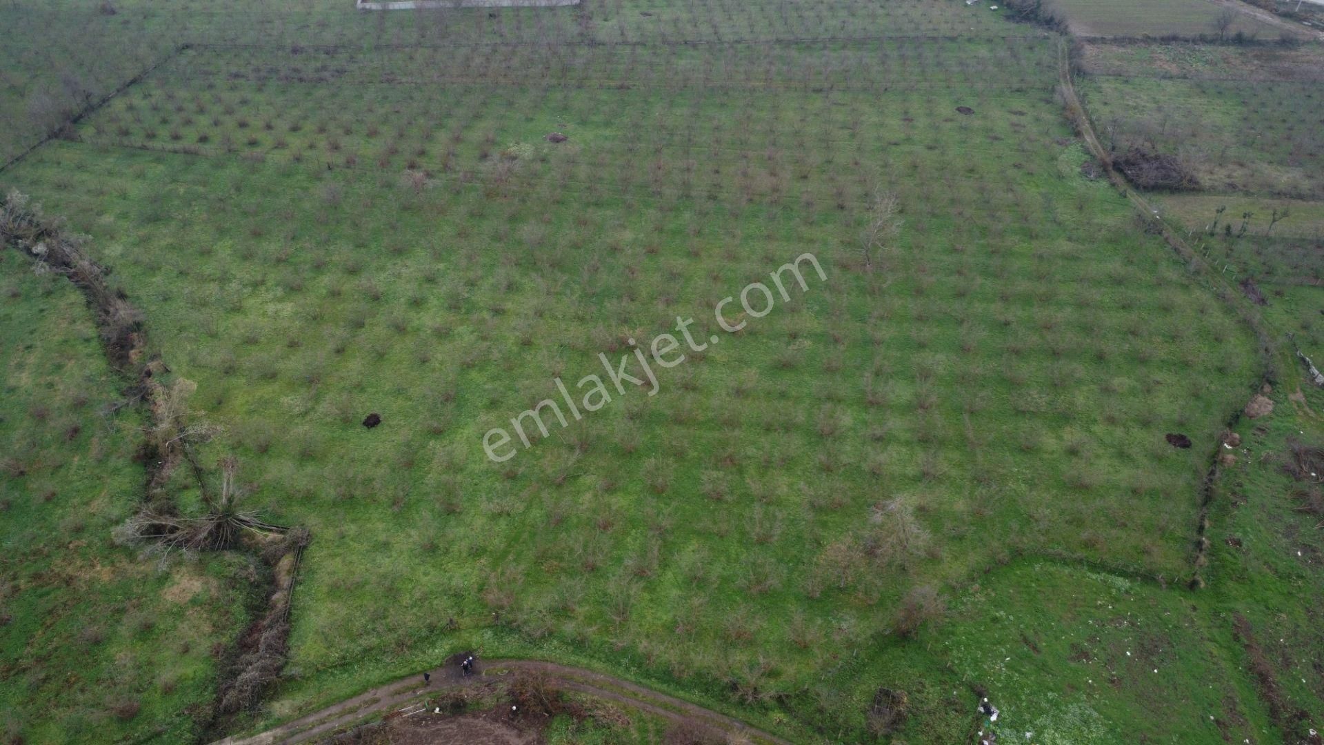 Tokuşlar Bugünün Fındık Bahçesi Yarının Arsası 11.833 M2 Satılık
