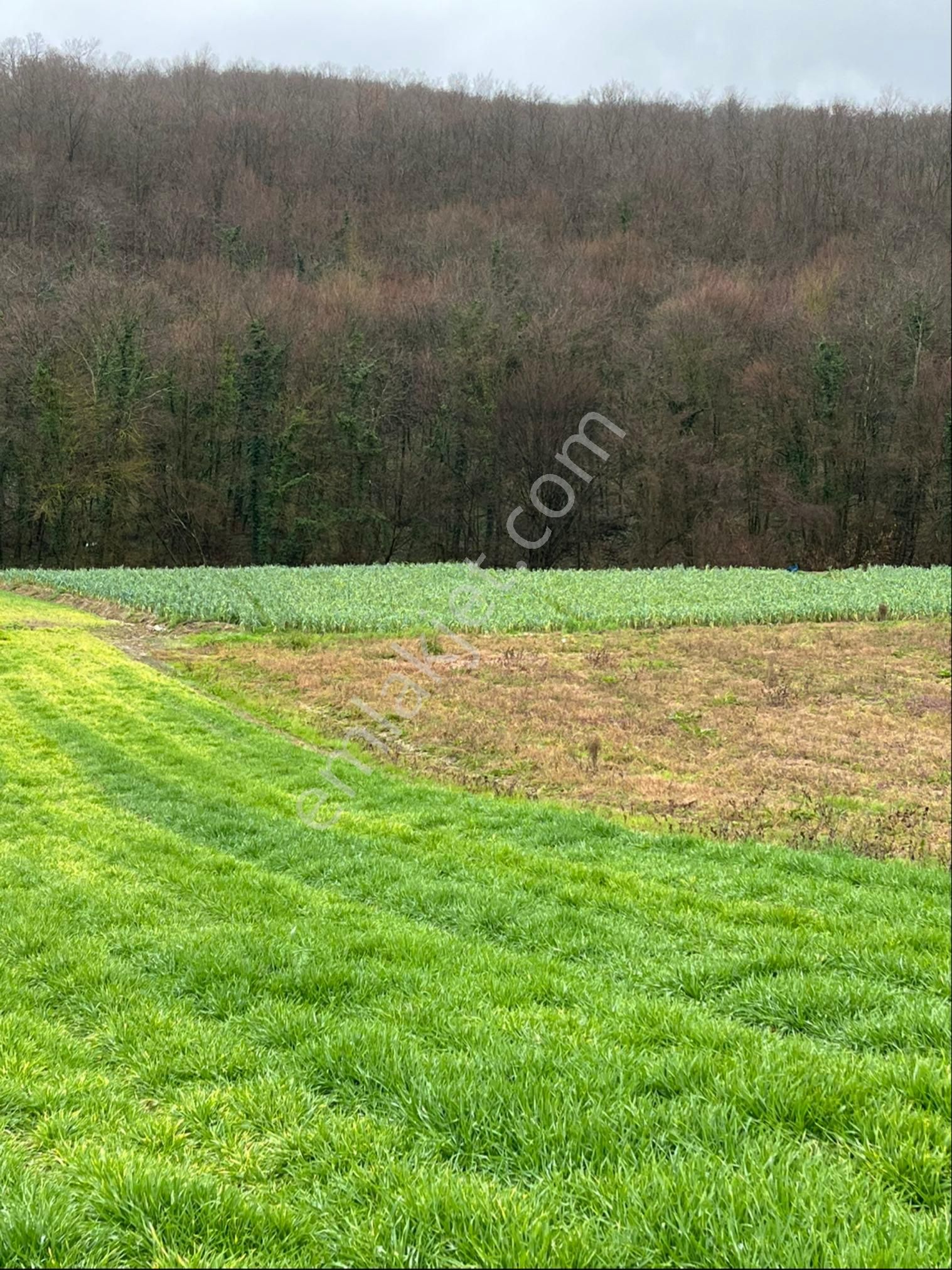 Kandıra Esentepe Satılık Tarla Sahibinden Kocaeli Kandıra Nefsiyadeş 1554 M2 Yola Cephe Tek Tapu Tarla