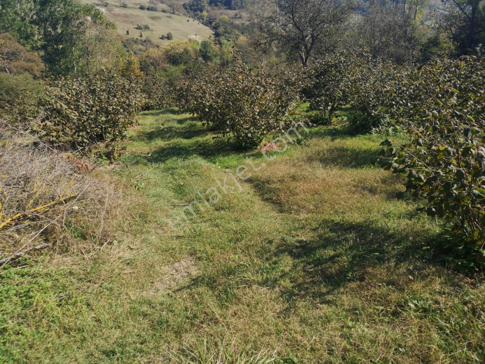 Şile Geredeli Satılık Tarla Şile Geredede 425m Satılık Düşeş Fındık Bahcesi No: 908