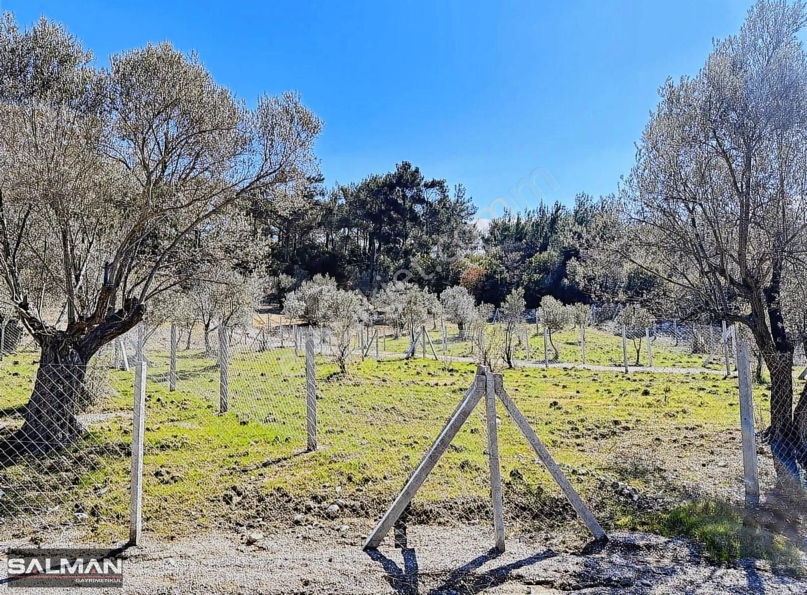 Bornova Çiçekli Satılık Zeytinlik İzmir Bornova Çiçekli Köyde Satılık Doğa İçinde Fırsat Bahçe