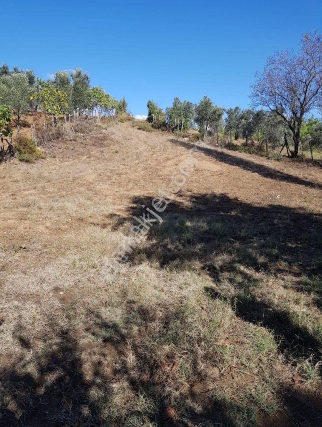 Kiralık Tarla