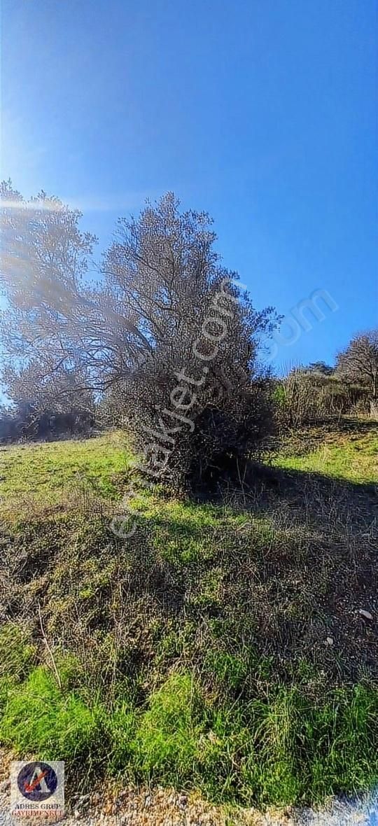 Güzelbahçe Küçükkaya Satılık Zeytinlik Güzelbahçe Küçükkaya'da Kupon Zeytinlik