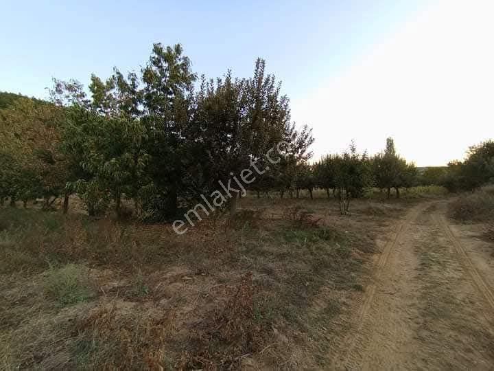 Buldan Yayla Satılık Bağ & Bahçe Mirac Emlaktan Buldan Yayla Da Hobi Bahçemiz Satılıktır