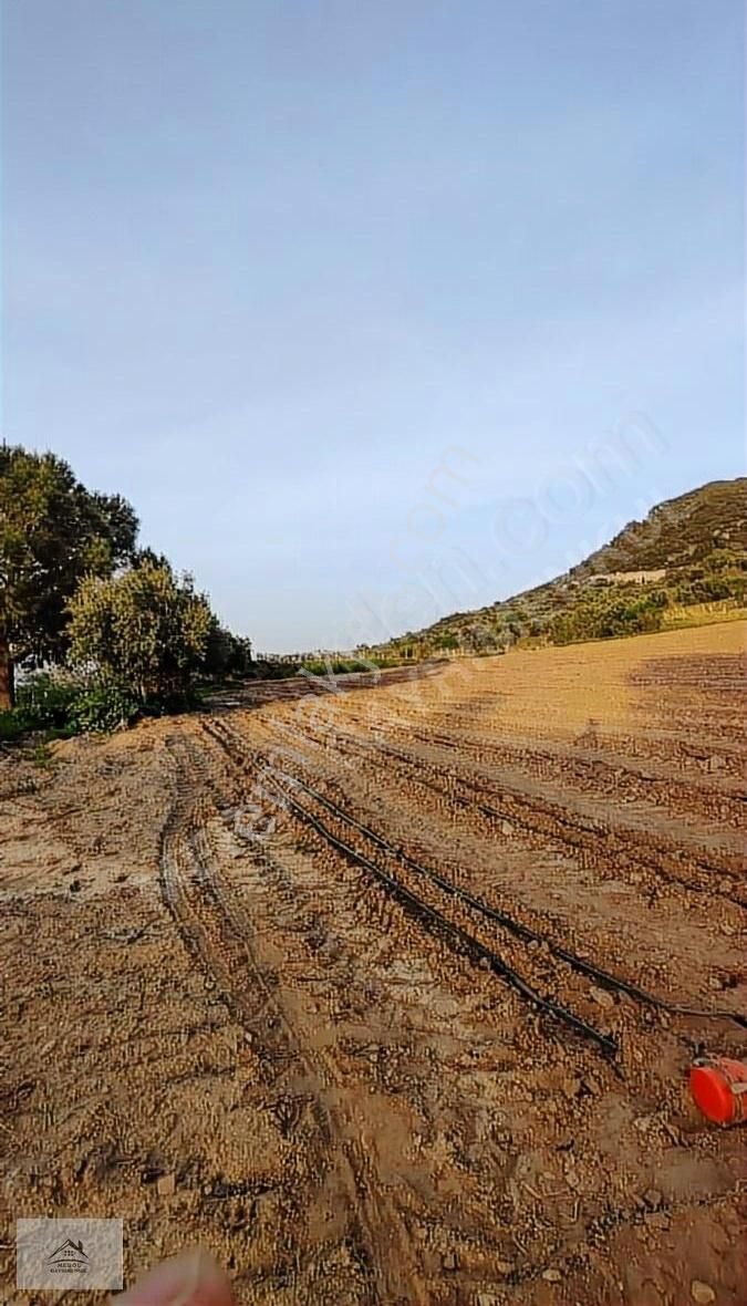 Turgutlu Akçapınar Satılık Bağ & Bahçe Manisa Turgutlu'da Yola Yakın Arsa