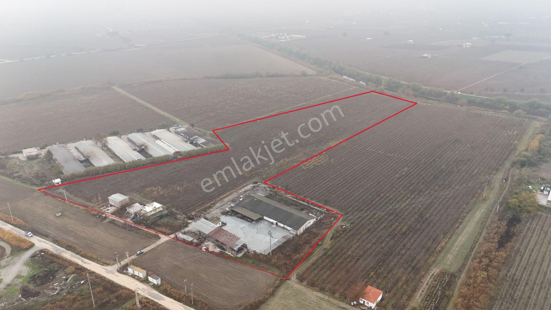 Yunusemre Bağyolu Satılık Bağ & Bahçe Yunus Emre Bağyolunda Satılık 49.375m² Üzüm Bağı Ve Çiftlik Binaları