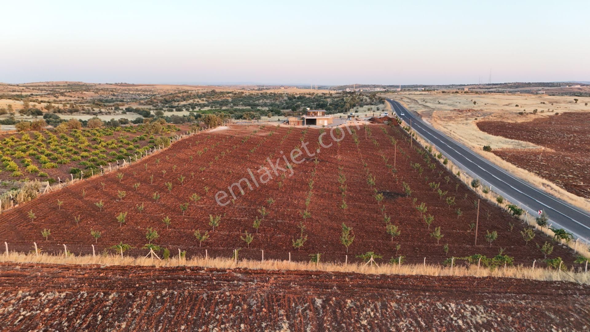 Midyat Şenköy Satılık Tarla Mimar Emlaktan Satılık Fıstık Bahçesi